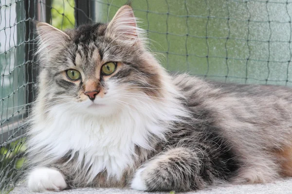 Male of siberian cat — Stock Photo, Image