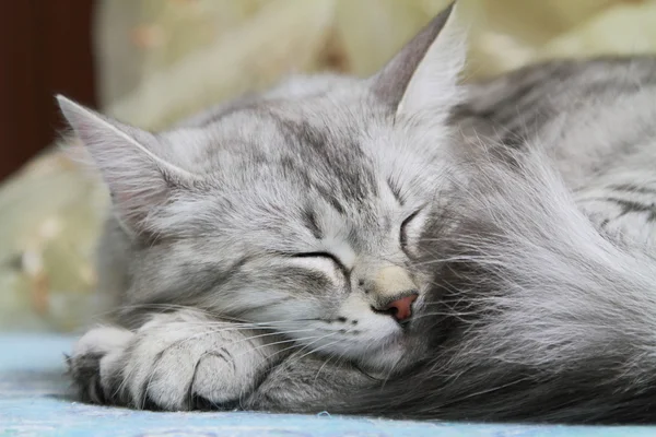 Feminino de gato siberiano, tipo prata — Fotografia de Stock