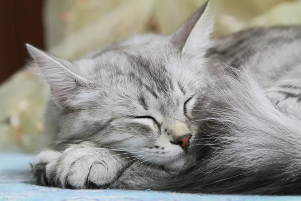 Vrouw van Siberische Kat, zilveren type — Stockfoto