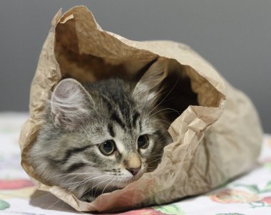 Puppy of siberian cat in a paper bag clipart