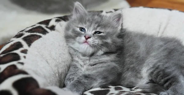 Hembra de gatito siberiano, tipo azul — Foto de Stock