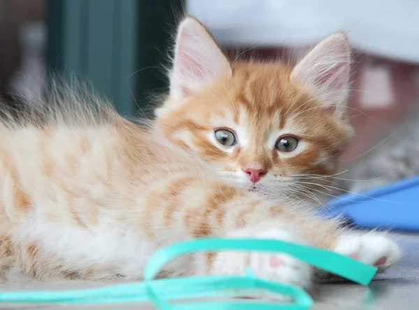 Щеня Сибірський кіт, червоний колір — стокове фото