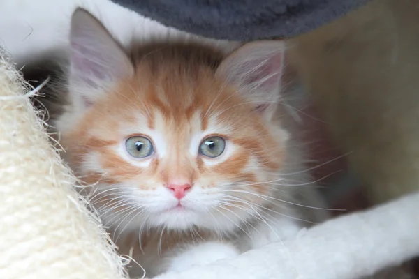 Щенок сибирской кошки, красный цвет — стоковое фото
