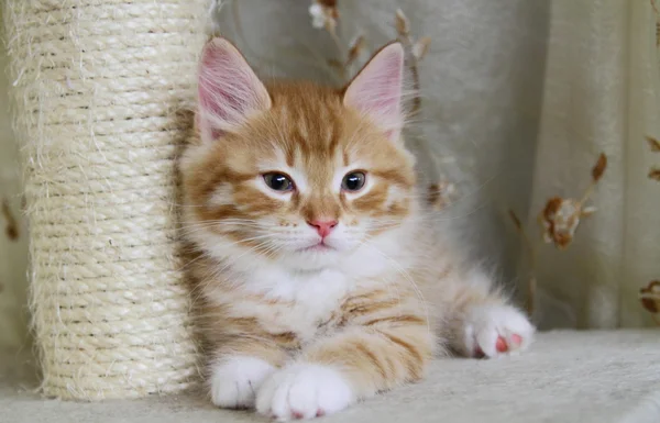 Szczeniak syberyjski kot, czerwony kolor — Zdjęcie stockowe