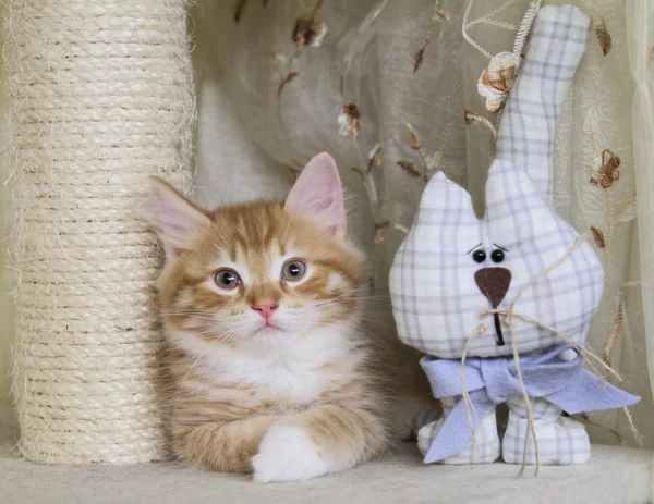 Filhote de cachorro de gato siberiano, cor vermelha — Fotografia de Stock