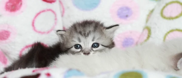 3 週間でシベリア猫の子犬 — ストック写真