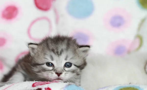 Üç hafta, siberian kedi yavruları — Stok fotoğraf