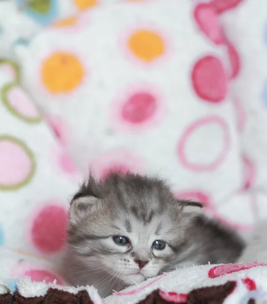 Welpen der sibirischen Katze im Alter von drei Wochen — Stockfoto