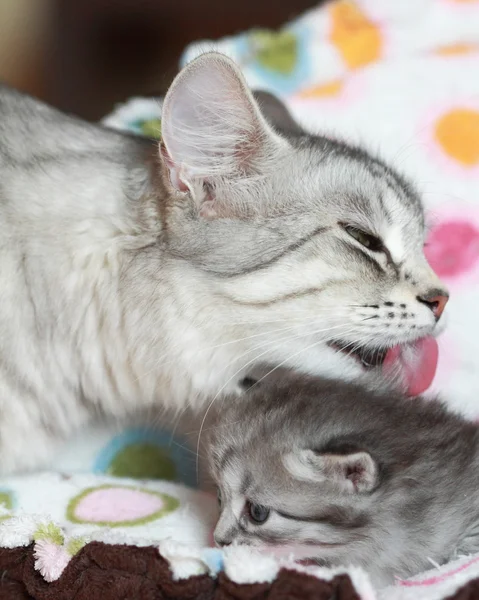 Pups van Siberische Kat op drie weken — Stockfoto