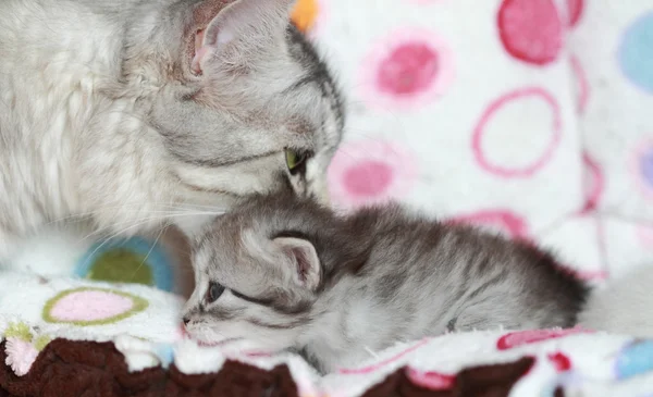 Szczenięta kot syberyjski w trzy tygodnie — Zdjęcie stockowe