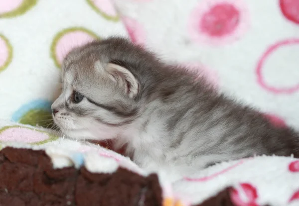 Puppies of siberian cat at three weeks — Stock Photo, Image