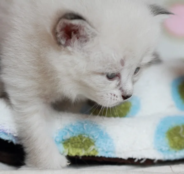 Κουτάβια της σιβηρικής γάτας σε τρεις εβδομάδες — Φωτογραφία Αρχείου