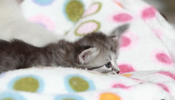 Welpen der sibirischen Katze im Alter von drei Wochen — Stockfoto