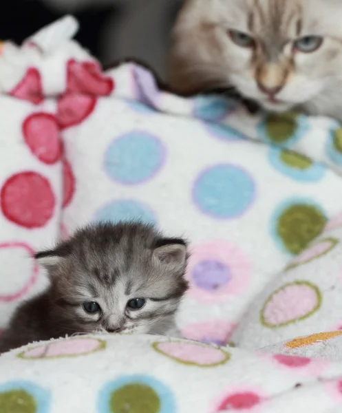 Siperian kissan pennut kolmen viikon iässä — kuvapankkivalokuva