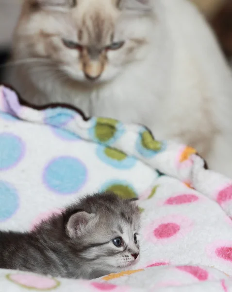 Puppies of siberian cat at three weeks — Stock Photo, Image