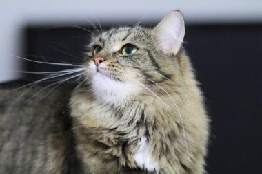 dişi Sibirya kedisi