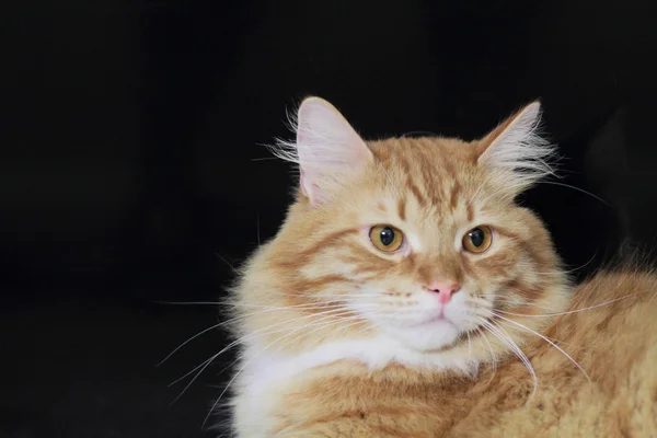 Rode mannetje van de Siberische Kat — Stockfoto