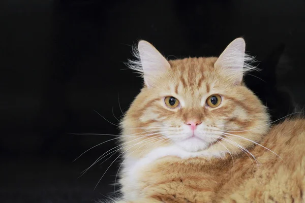 Κόκκινο αρσενικό της σιβηρικής γάτας — Φωτογραφία Αρχείου
