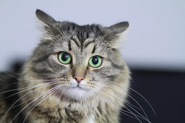 Vrouw van de Siberische Kat — Stockfoto