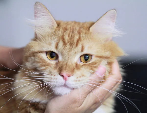 Red male of siberian cat — Stock Photo, Image