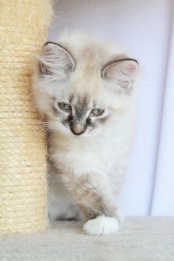 Sibirya kedicik, neva masquerade yazın