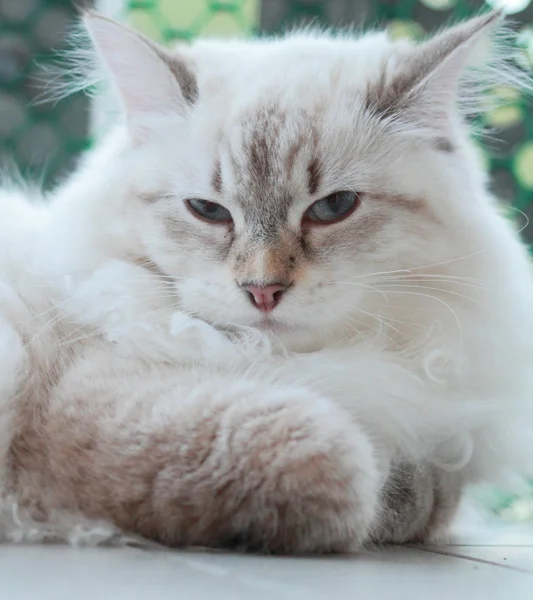 Gatito siberiano, tipo neva mascarada —  Fotos de Stock