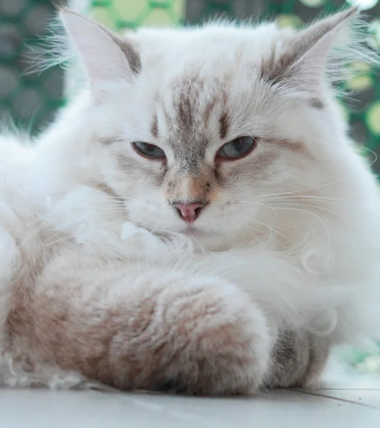 Gatinho siberiano, tipo neva mascarado — Fotografia de Stock