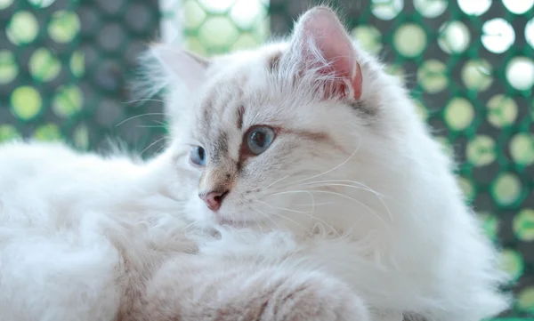 Siberian kitten, type neva masquerade — Stock Photo, Image