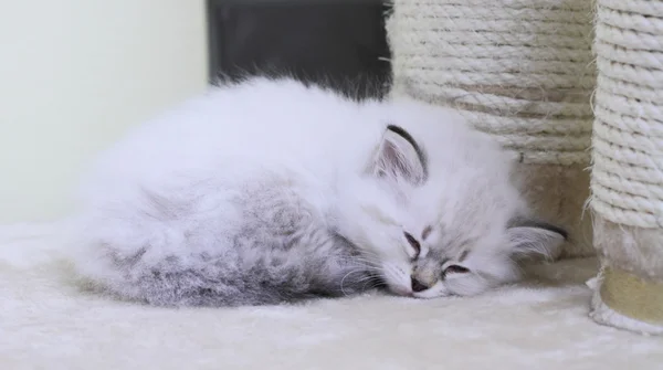 Siberian kitten, type neva masquerade — Stock Photo, Image