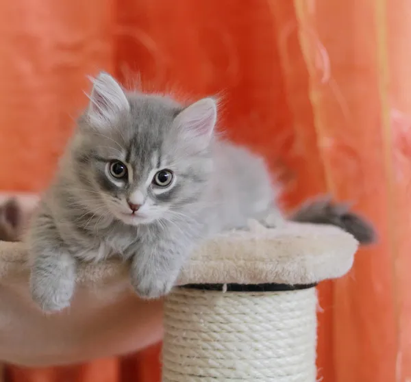 Щенок сибирской кошки, голубой вариант — стоковое фото