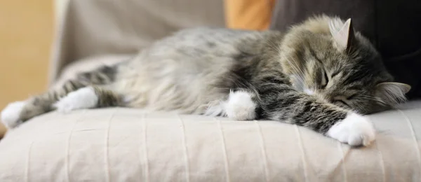 Vrouw van de Siberische Kat — Stockfoto