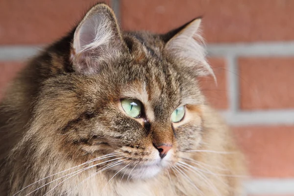 Donna di gatto siberiano, tricolore — Foto Stock