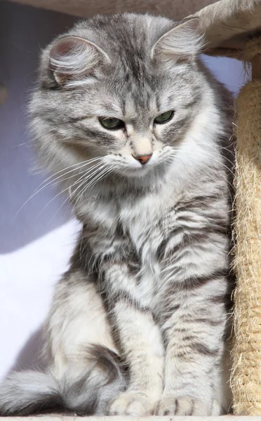 Mulher de gato siberiano, prata — Fotografia de Stock