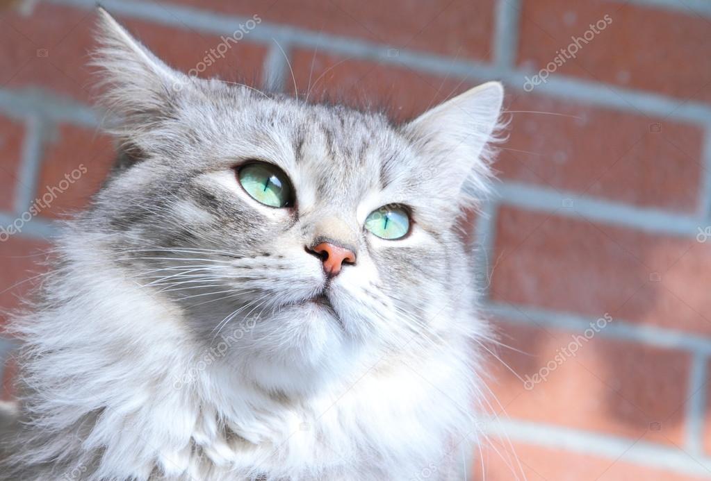 Female of siberian cat, silver