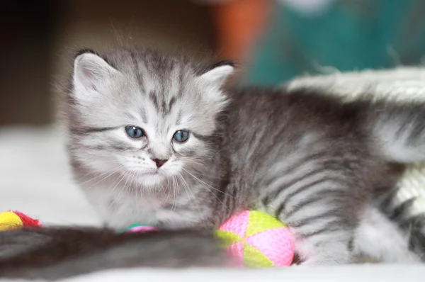 Puppies of siberian at one month — Stock Photo, Image