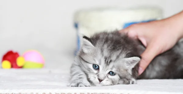 Puppies of siberian at one month — Stock Photo, Image