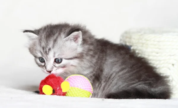 Cuccioli di siberiano a un mese — Foto Stock