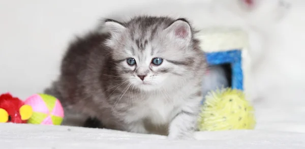 Puppies of siberian at one month — Stock Photo, Image