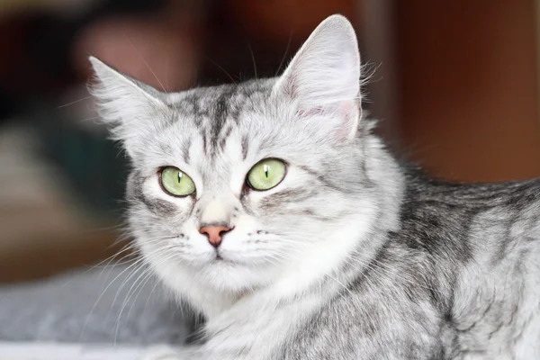 Silvers version of a siberian cat — Stock Photo, Image