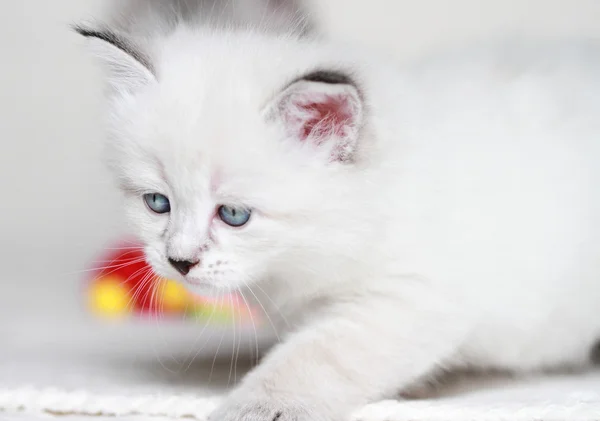 Puppies of siberian at one month — Stock Photo, Image