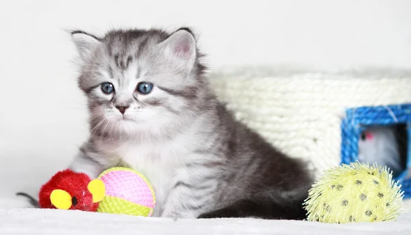 Puppies of siberian at one month — Stock Photo, Image