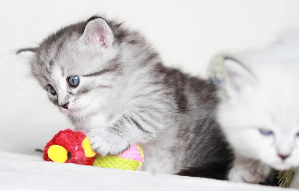 Puppies of siberian at one month — Stock Photo, Image