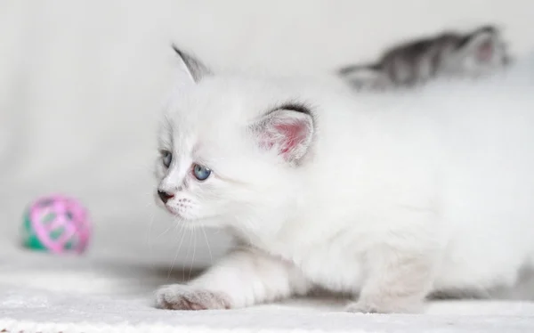 Puppies of siberian at one month — Stock Photo, Image