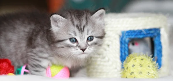 Puppies of siberian at one month — Stock Photo, Image