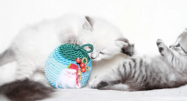 Puppies of siberian cat with Christmas ball — Stock Photo, Image