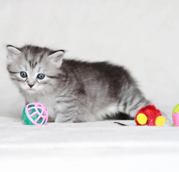 Cuccioli di siberiano a un mese — Foto Stock