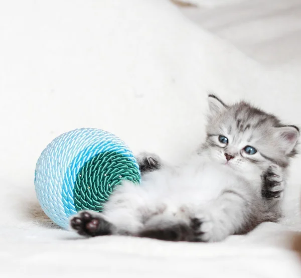 Puppy of siberian cat with Christmas decoration — Stock Photo, Image