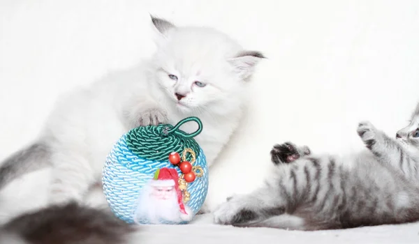 Puppy of siberian cat with Christmas decoration — Stock Photo, Image