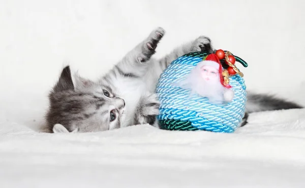 Filhote de cachorro de gato siberiano com decoração de Natal — Fotografia de Stock