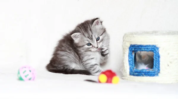 Pups van Siberische op één maand — Stockfoto